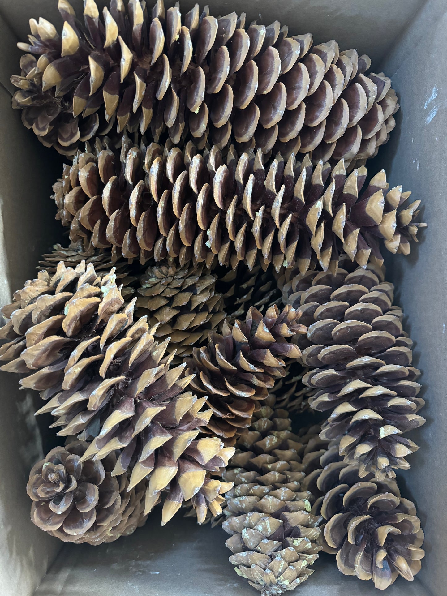 Sugar Pine Cone