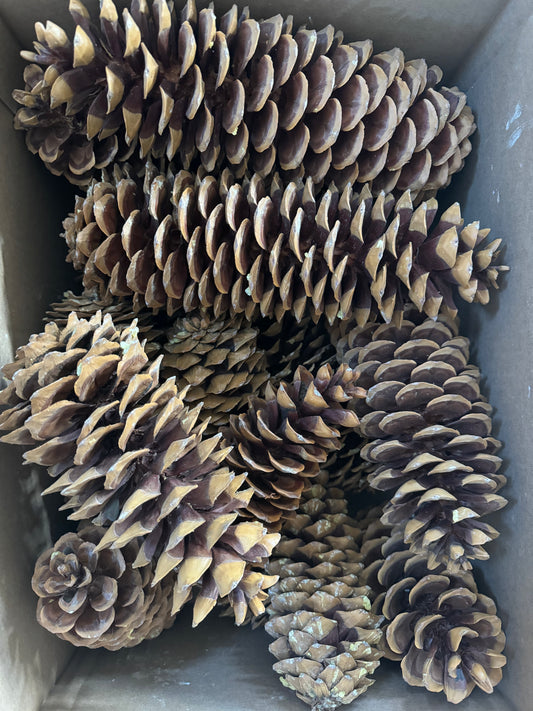 Sugar Pine Cone