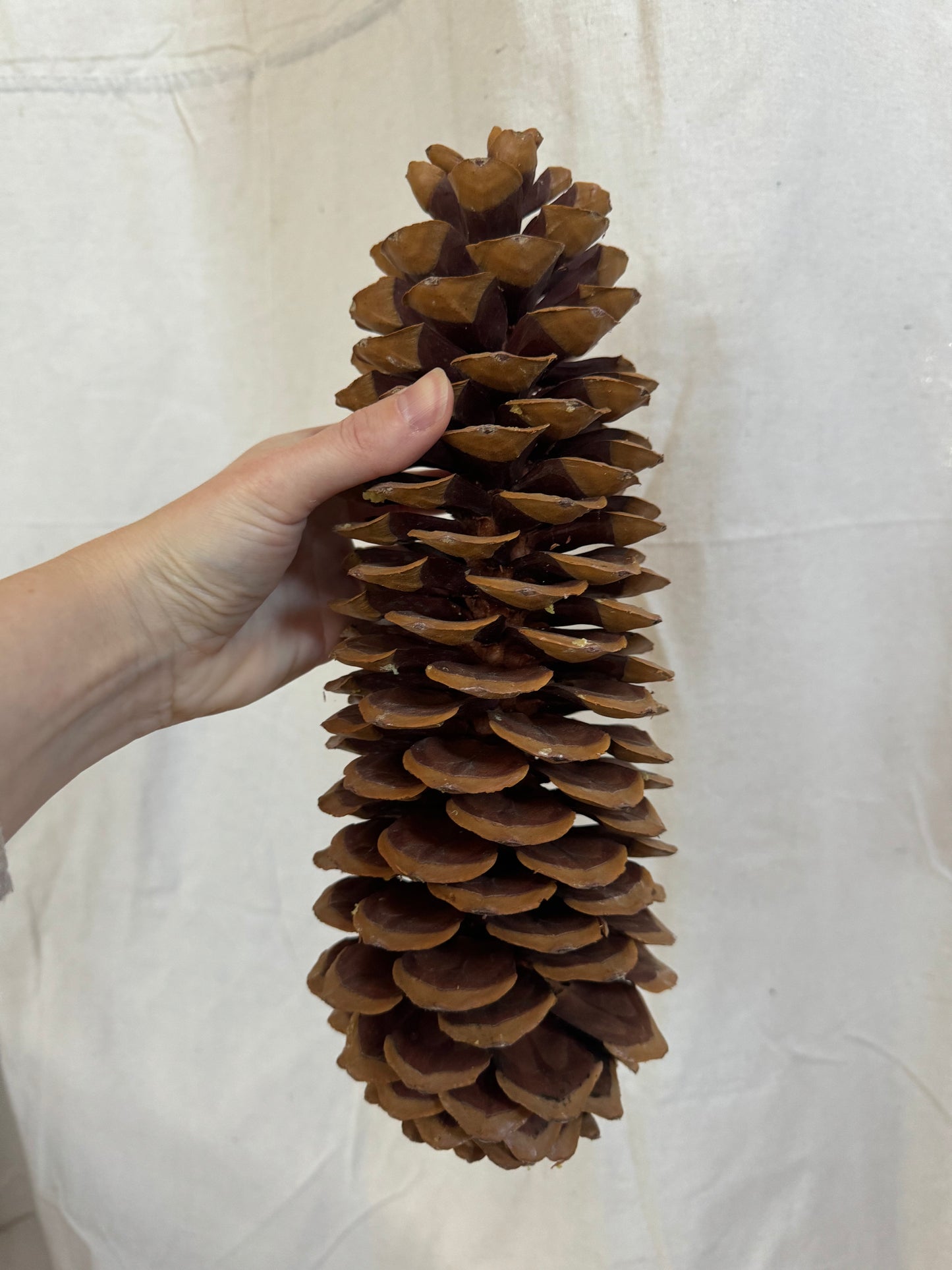 Sugar Pine Cone