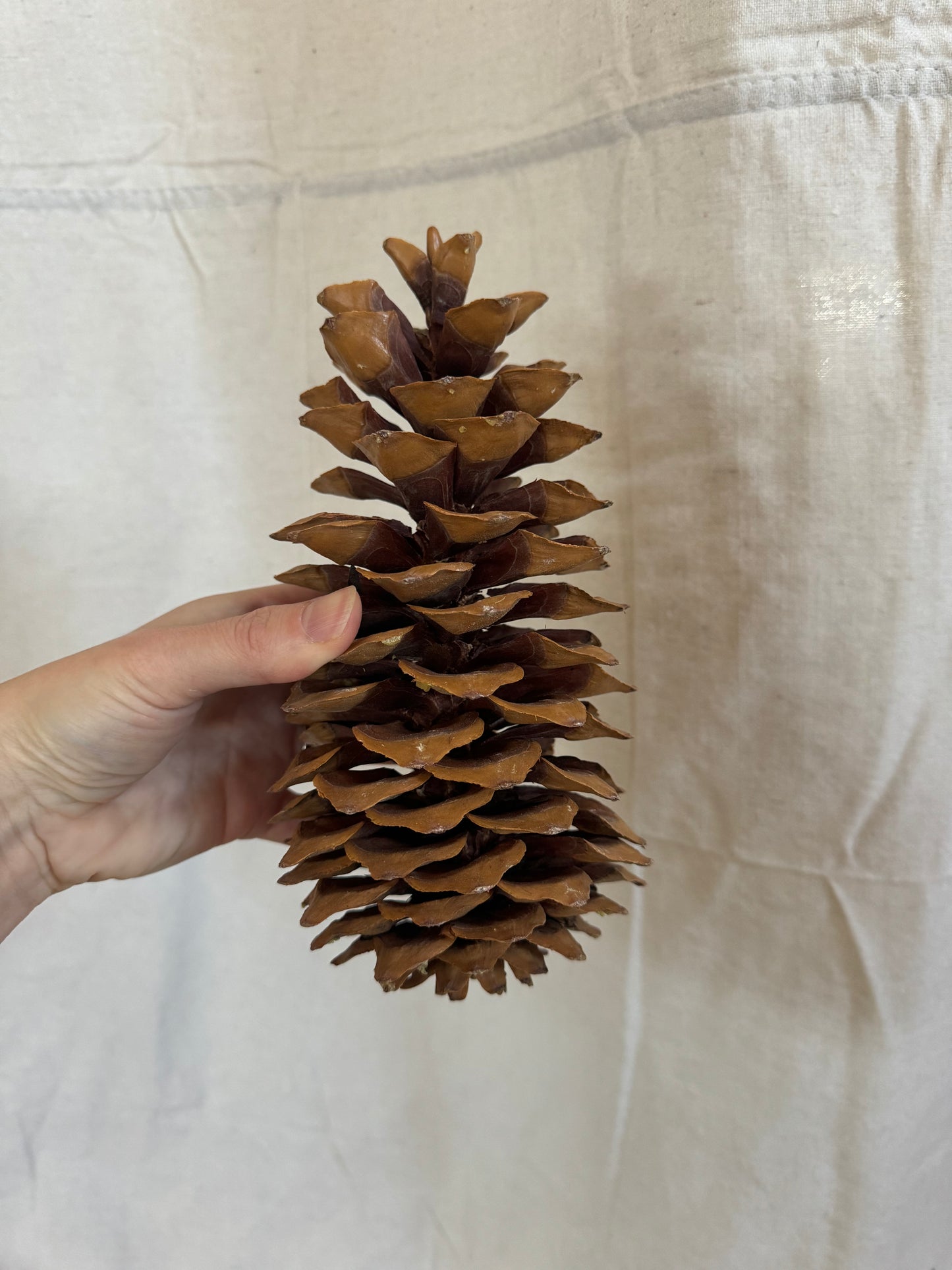 Sugar Pine Cone
