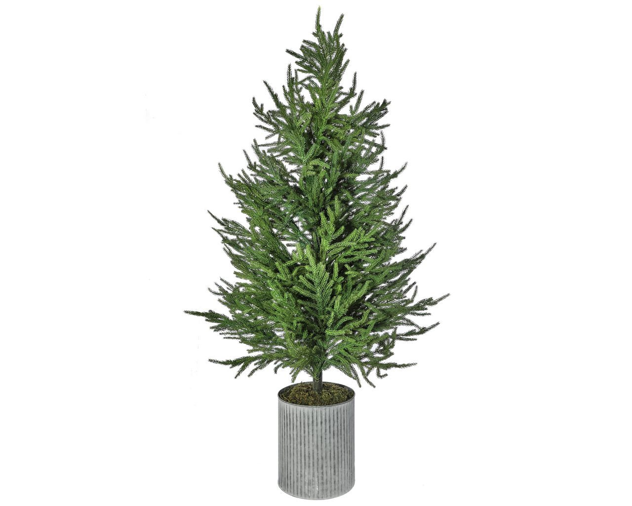 50" Potted Real Touch Norfolk Pine Tree